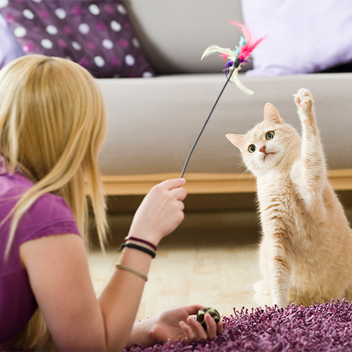 cat1
