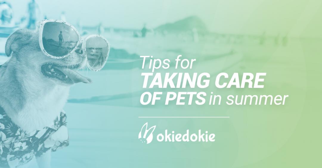Tips for taking care of pets in summer
