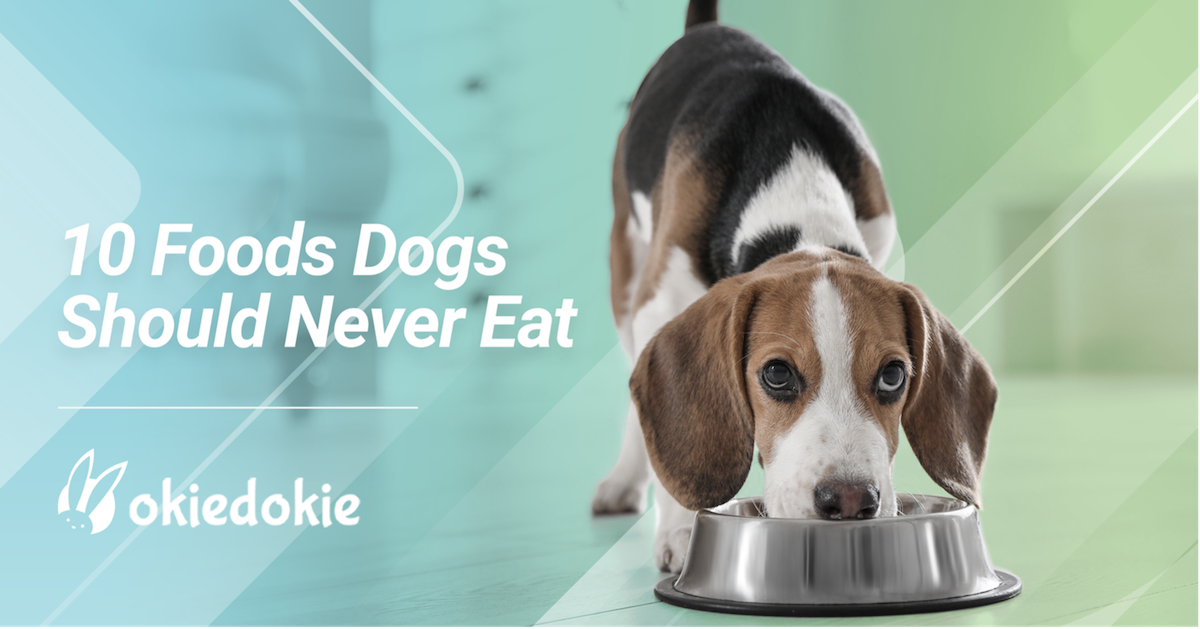 10 Foods You Should Never Feed Your Dog
